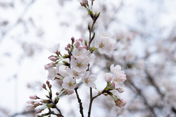 Obraz premium white cherry blossom