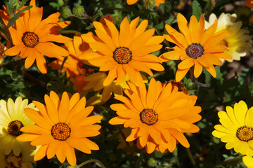 Bright and colorful daisy springtime flowers