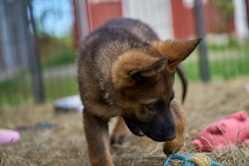 Beautiful gray German Shepherd puppy in a garden on an early summer day in Skaraborg Sweden