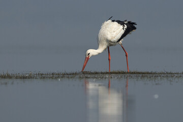 White stork feeding at Bhigwan bird sanctuary, Maharashtra