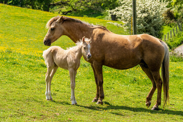 A foal and its mother in the meadow