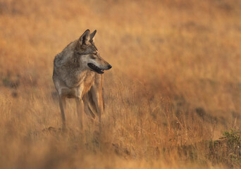 Closeup of a Indian wolf in its habitat at Bhigwan grassland, India