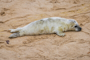 A baby seal resting on a beach