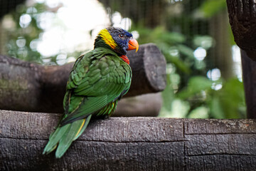 The coconut lorikeet (Trichoglossus haematodus), also known as the green-naped lorikeet, is a part of parrot family.
