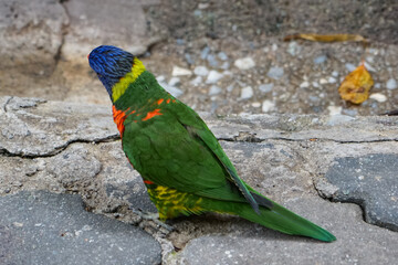 The coconut lorikeet (Trichoglossus haematodus), also known as the green-naped lorikeet, is a part of parrot family.
