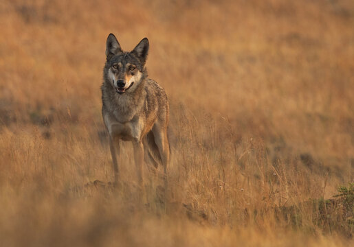 Portrait of a Indian wolf in its habitat at Bhigwan grassland