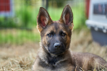 Beautiful gray German Shepherd puppy in a garden on an early summer day in Skaraborg Sweden