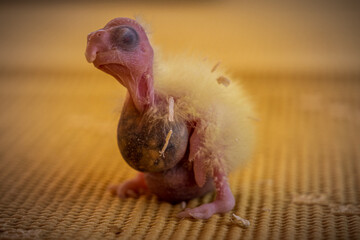 A day old cockatiel trying to stand upright