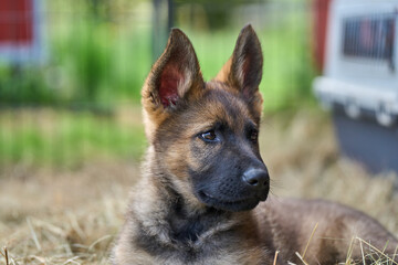Beautiful gray German Shepherd puppy in a garden on an early summer day in Skaraborg Sweden