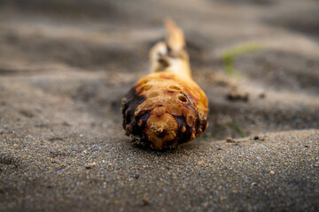 Close-up of a dead fish washed up on a beach