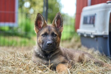 Beautiful gray German Shepherd puppy in a garden on an early summer day in Skaraborg Sweden