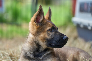 Beautiful gray German Shepherd puppy in a garden on an early summer day in Skaraborg Sweden