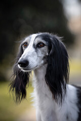 Fototapeta premium Amazing saluki greyhound dog detail of head