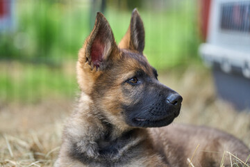 Beautiful gray German Shepherd puppy in a garden on an early summer day in Skaraborg Sweden