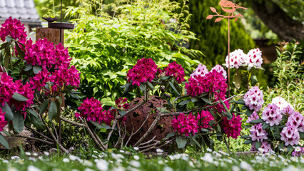 rhododendron flowers in spring