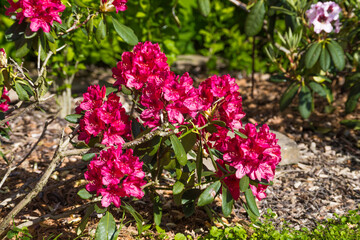 rhododendron flowers in spring