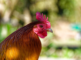 Portrait of a red junglefowl (Gallus gallus bankiva) in Lyon zoo, Asian forest area, France