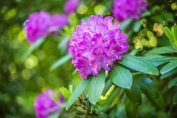 rhododendron flowers in spring