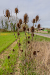 Dried Thistle Seed Heads Standing in Winter Field