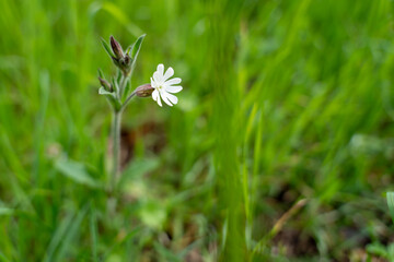 Single White Wildflower Standing in Green Meadow