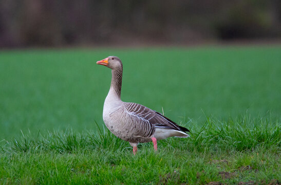 Graugans am Rhein in Alt Dettenheim