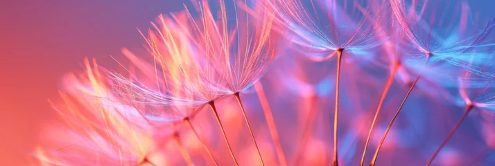 Foto op Plexiglas Macro shot of dandelion seed head on neon background © AlfaSmart