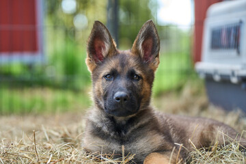 Beautiful gray German Shepherd puppy in a garden on an early summer day in Skaraborg Sweden