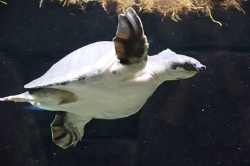 The pig-nosed turtle (Carettochelys insculpta), also known as the pitted-shelled turtle or Fly...