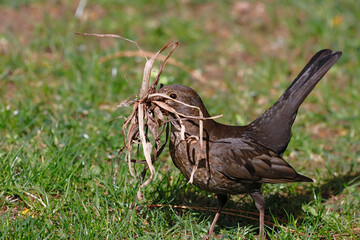 Eine Amsel sammelt Material für den Nestbau

