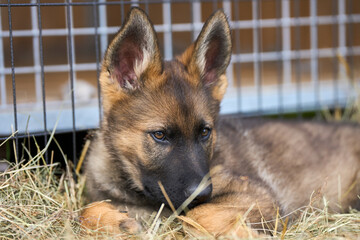 Beautiful gray German Shepherd puppy in a garden on an early summer day in Skaraborg Sweden