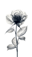 Minimalistic black rose in x-ray style on a white background. Black and white illustration.