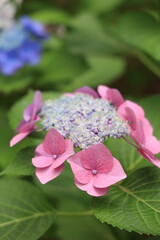 雨に濡れた紫陽花