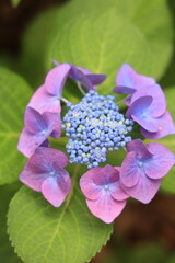 紫陽花（あじさい）