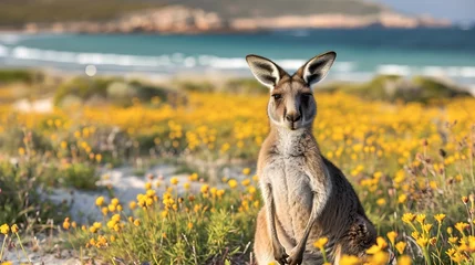 Foto op Aluminium Kangaroo in the wildflowers of California's West connected to the beach, with yellow wildflowers and white sand, sunny day, golden hour lighting, Western Australian coastal landscape background, © HillTract