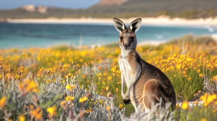 Tischdecke Kangaroo in the wildflowers of California's West connected to the beach, with yellow wildflowers and white sand, sunny day, golden hour lighting, Western Australian coastal landscape background, © HillTract