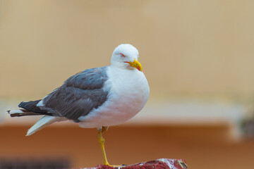 The seagull stands on one leg, closing its eyes, trying to rest in a quiet place away from predators