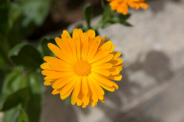 Calendula flower close up