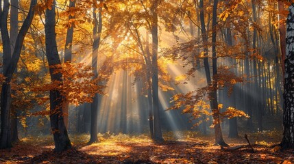 Obraz premium Dense Forest With Trees Covered in Leaves