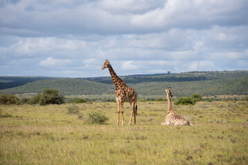 Giraffen im Akagera Nationalpark in Ruanda, Afrika