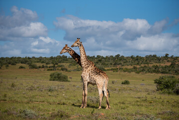 Naklejka na ściany i meble Giraffen im Akagera Nationalpark in Ruanda, Afrika