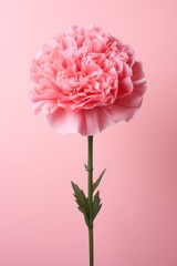 A pink carnation in full bloom against a pink background