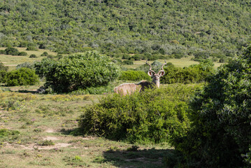 Kudu / Antilope im Akagera Nationalpark in Ruanda, Afrika
