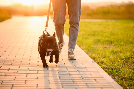 French bulldog on leash walks next to professional dog walker along sidewalk in city at sunset, close-up. Concept of dog walking, pet sitting, pet care, dog love