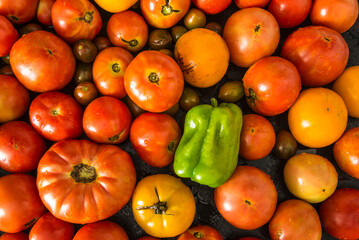 Natural background of fresh raw tomatoes