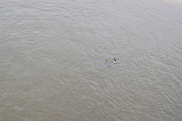 bird couple in the water