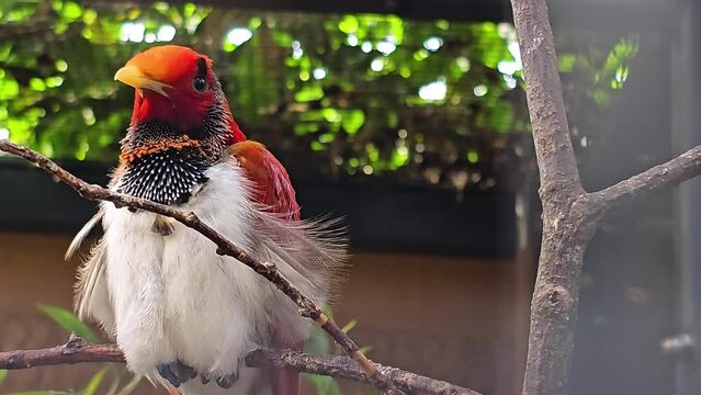 Close view of a King bird-of-paradise sitting on branch and looking around.