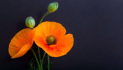 California Orange Poppy Flowers on Dark Background