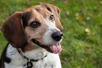 Curious Canine: The Joyful Beagle Portrait