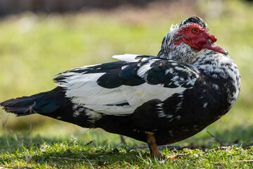 The male domestic Muscovy duck boasts a striking appearance with its glossy black plumage, red wattles, distinctive caruncles around its eyes. Its sturdy build exude a sense of confidence.