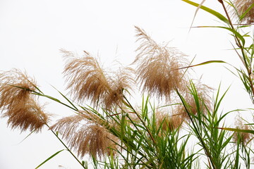 Reed in outdoor with a sky, Summer landscape, clear Background